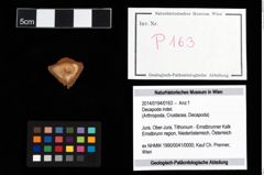 Foto (Objekt + Etikett) von Decapoda indet.  (NHMW-GEO-2014-0194-0163)